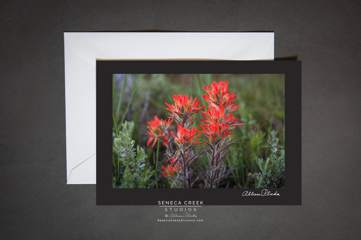 blank note card of Indian Paintbrush flower