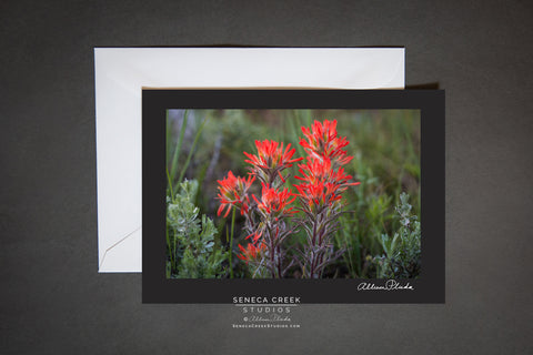 blank note card of Indian Paintbrush flower