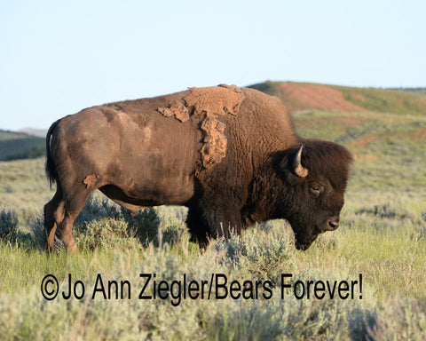 American Legacy" Bull Bison Photograph Photographer: Jo Ann Ziegler   10" x 8" print  14" x 11" brown mat  18" x 16" framed - frame is 1.5" wide, dark mahgony brown  Hot Springs State Park  Icon of the American West  American  Bison  On the Wyoming Flag  Wyoming's State Mammal