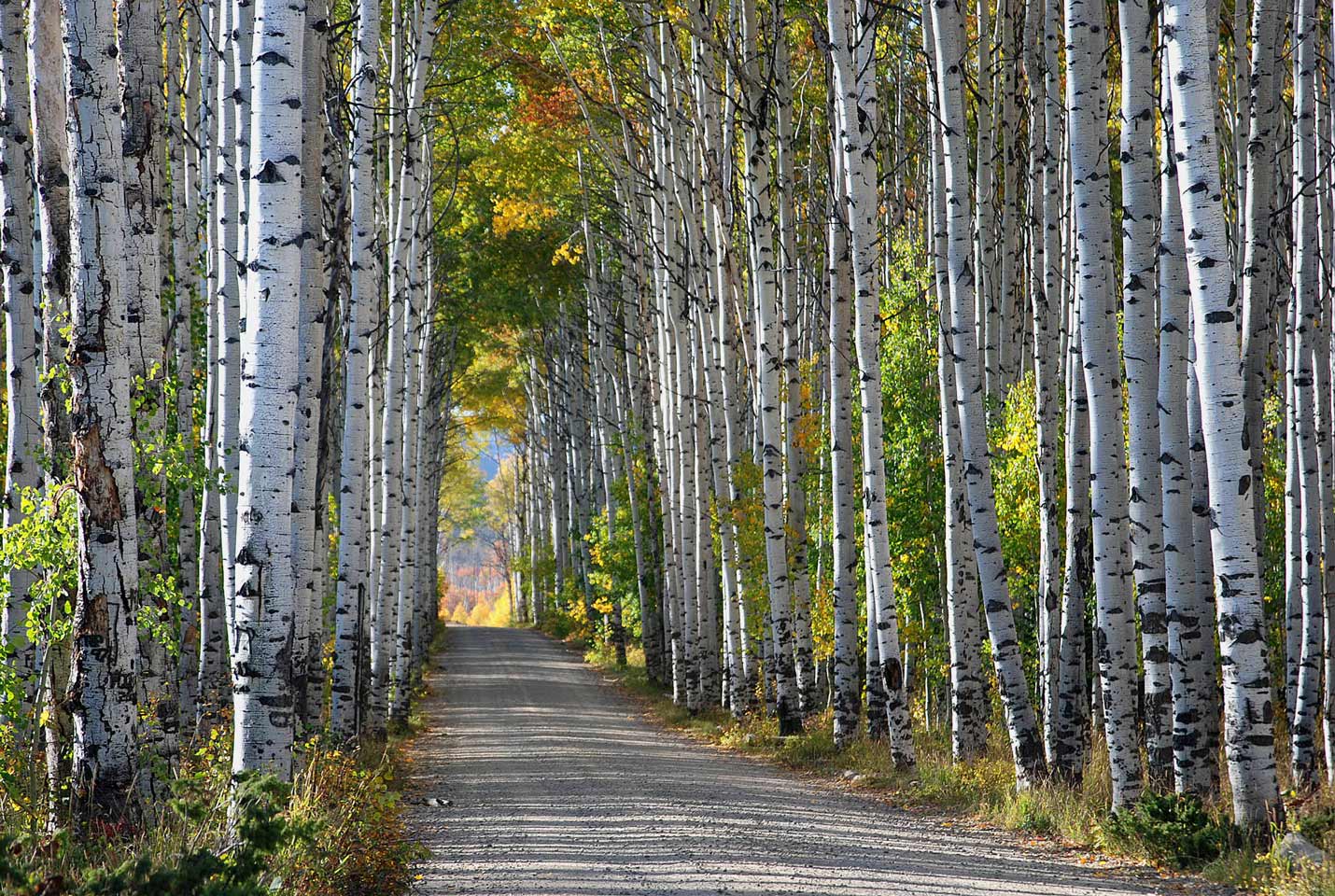 Aspen Alley, Autumn's first blush, print and card