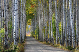 Aspen Alley, Autumn's first blush, print and card