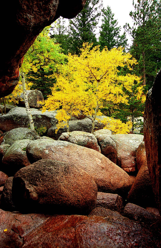 Aspen At Vedauwoo After A Gentle Rain