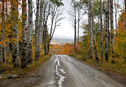 " Aspen Alley " Post Card