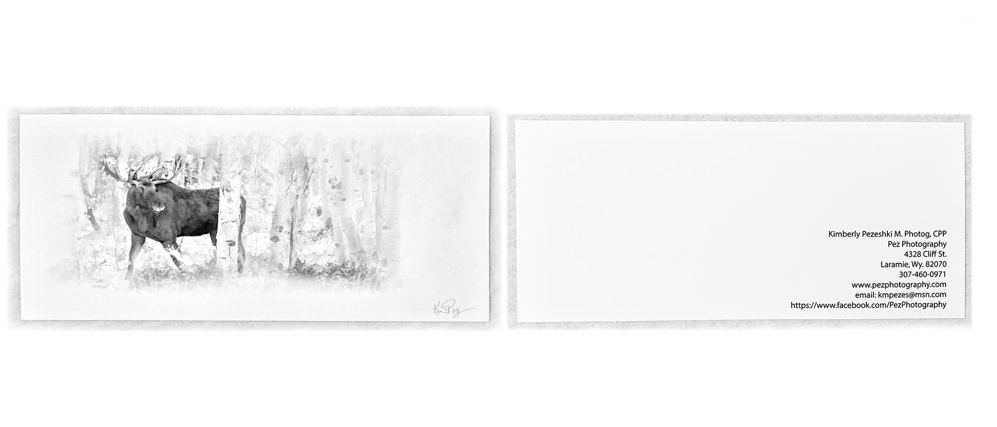 Wyoming Moose peeking out of the aspen grove. Black and White photography with faded background soft touch postcard