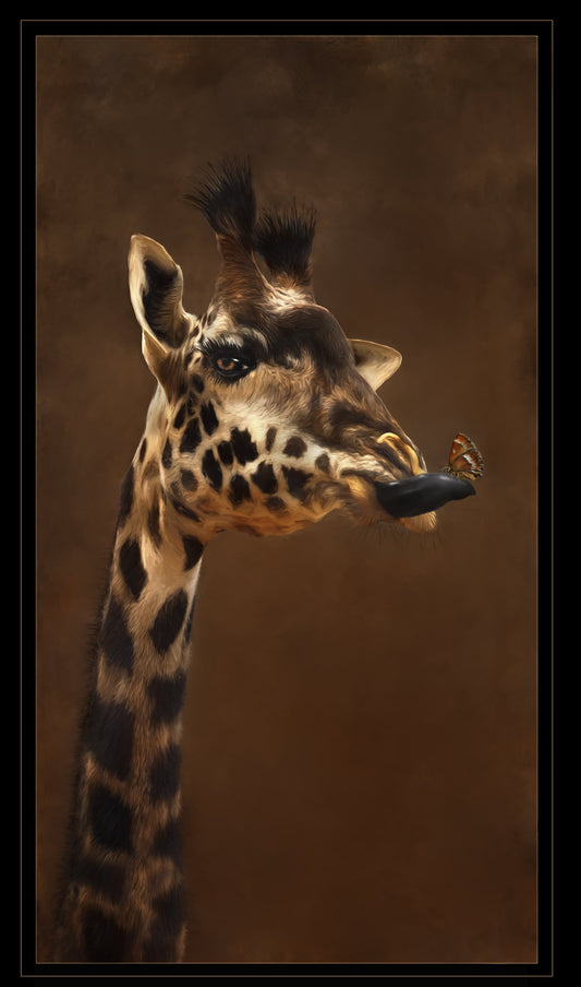 " Butterfly Kisses " Giraffe Photograph