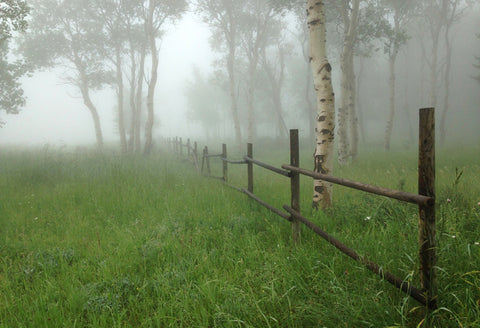 " Fog On The Mountain " Framed Photo Artist: Casey Hanson Wood pole fence in an Aspen grove in the fog  A storm is in the background  Beautiful rustic wooden frame with metal bolt head decoration  Matted in tan matting with dark brown edge  Wire for hanging  22 1/2" long x 18 1/2" high total size  16" x 20" size of print