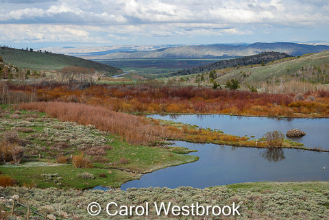 Beaver Pond North of Farson, Wyoming. 5" x 7" greeting card, blank inside, envelope included