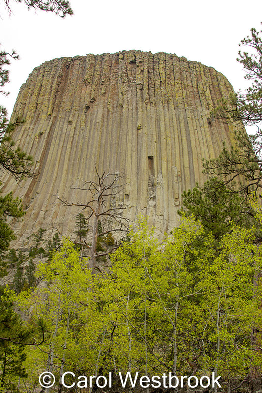 Devil's Tower Monument From The Northwest