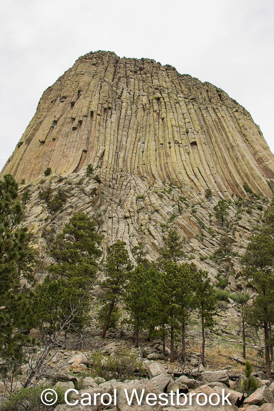 Devils Tower National Monument from the South with pine trees at the base. %" x 7' photo ready for a mat and framing.