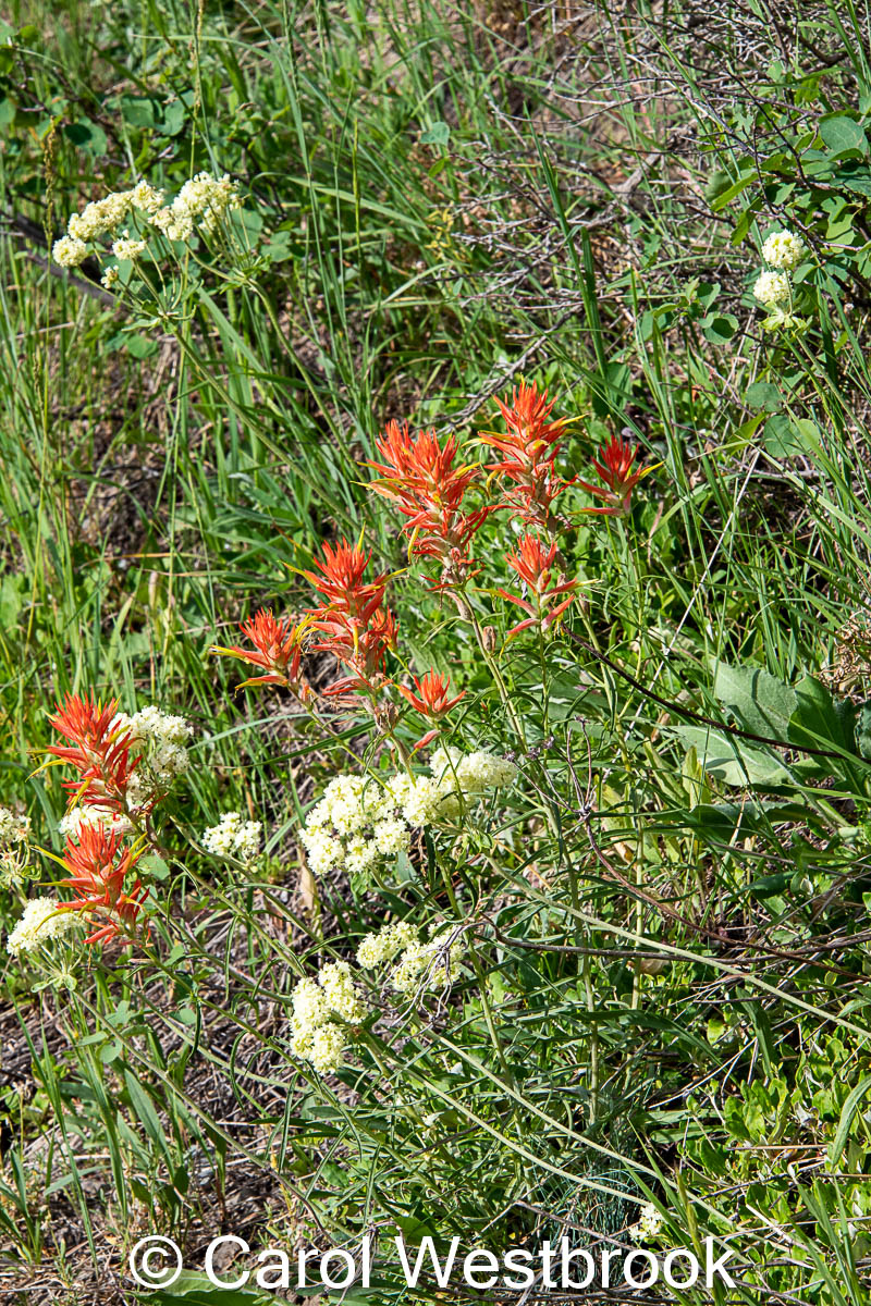 Wyoming's State Flower, Indian Paintbrush greeting card