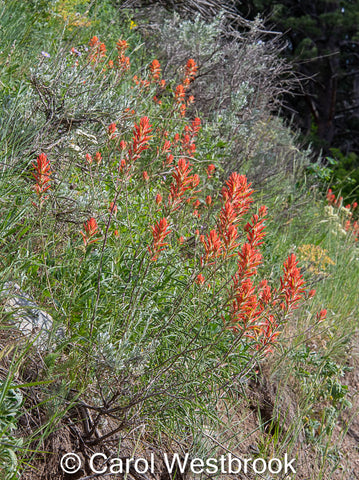 Indian Paintbrush bush, Wyoming's state flower, greeting card, suitable for framing, blank inside, envelope included