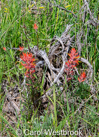 Indian Paintbrush In Medicine Bow Card