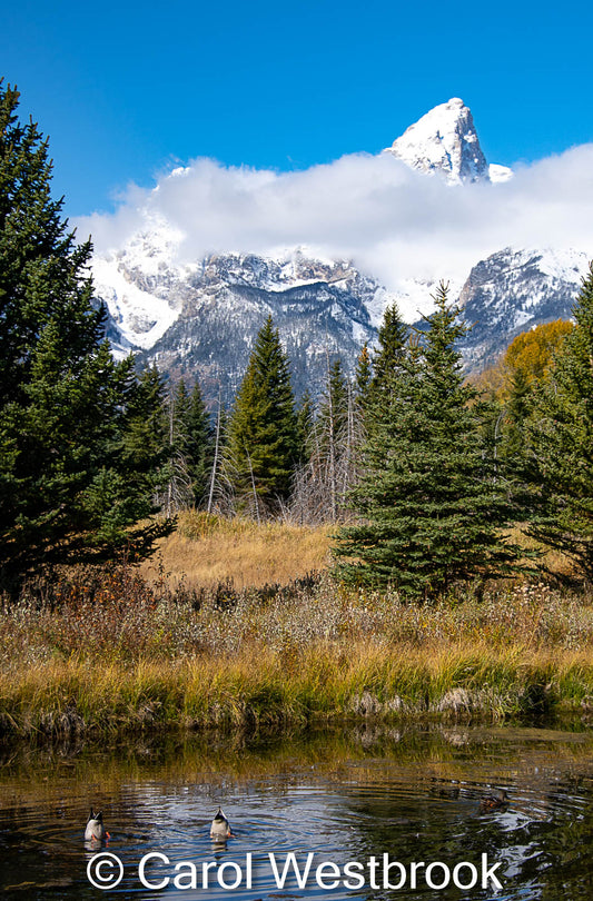 The Grand Tetons and Diving Ducks Greeting Card, blank inside with envelope. 