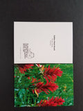 Indian Paintbrush Single Greeting Card