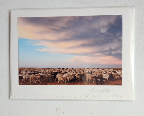 Photo of a large flock of sheep with a beautiful evening sunset and stormy clouds  The herd of sheep is full of black and white as well as sheered and un-sheered sheep fleeces  Looming storm clouds on one side with beautiful blue sky ahead of the storm  Single card with photo attached  Blank inside  Envelope included  5" x 7" greeting card  Perfect to send to friends and family  Would also look great in a small frame