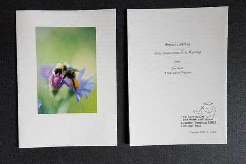 Pollinator, bumble bee on a white daisy, photo 5"x7" photo greeting cards with envelopes, blank inside