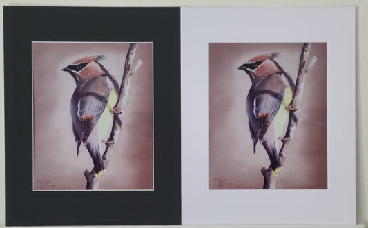 " Cedar Waxwing " Matted Print