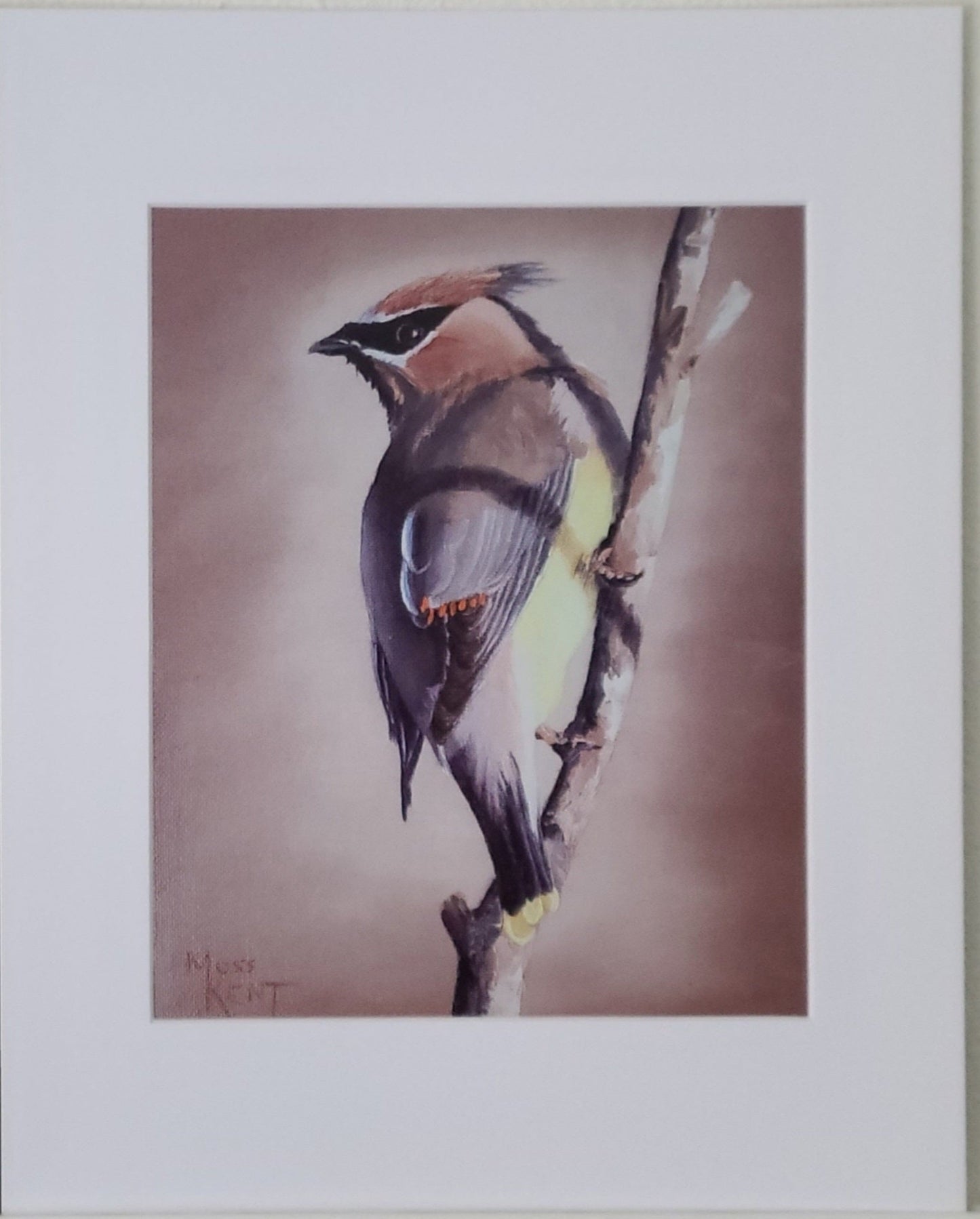 " Cedar Waxwing " Matted Print