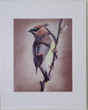 " Cedar Waxwing " Matted Print