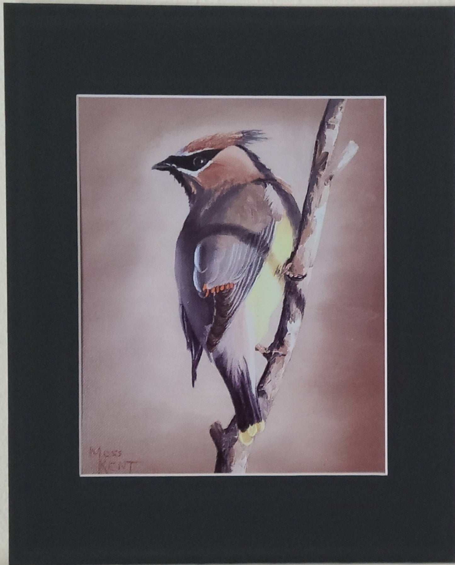 " Cedar Waxwing " Matted Print