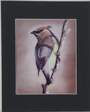 " Cedar Waxwing " Matted Print