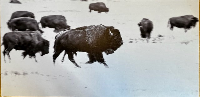 Black & White / Canvas / Buffalo Charging Photographer: Jason Sondgeroth  Black and white photo on canvas of a buffalo charging  36" long x 18" high x 1" wide  Wooden frame that canvas is stretched around. 