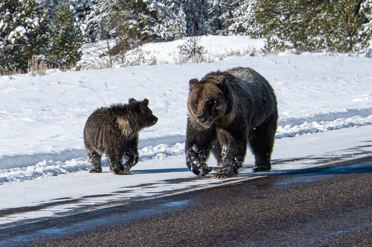 Felicia and Pepper Grizzly Bear Photo Photographer: Carol Westbrook 5.5" x 7.5" Photo  Ready to mat and frame  Felicia and her cub Pepper