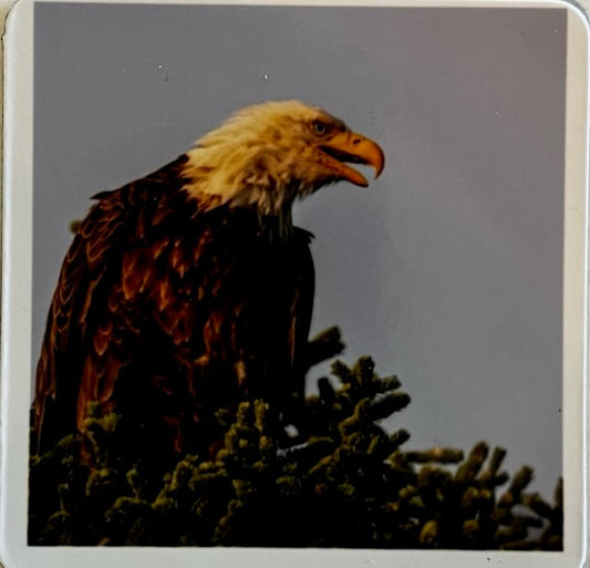 Bald Eagle Fridge Magnet Photographer: Jason Sondgeroth  2.25" x 2"  Photo of bald eagle in top of a pine tree