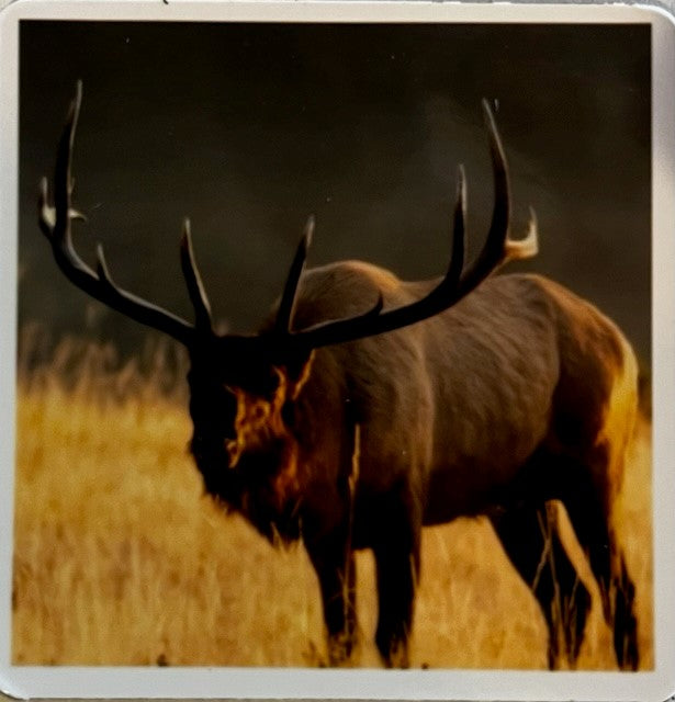 Elk Bugling Fridge Magnet Photographer: Jason Sondgeroth  2.25" x 2"  Picture of huge bull elk bugling  Fall grasses in the background    Please note photograph was taken by the artist
