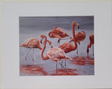 " Flamboyance " Flamingo Matted Print