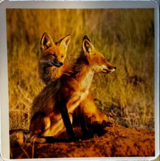 Swift Fox Fridge Magnet Photographer: Jason Sondgeroth  2.25" x 2"  Picture of Swift Fox  Pair of foxes enjoying the morning sun    Please note photograph was taken by the artist