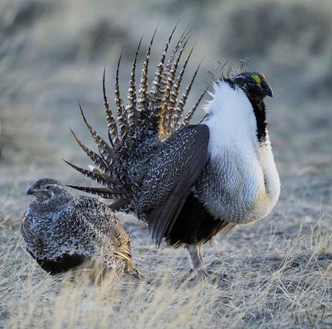 "Getting The Cold Shoulder" Wedge Framed Photograph Photographer: Elizabeth Wood  Framed photograph of a sage grouse trying to get the attention of a sage hen in a wedge frame  Black frame  11 1/2" long x 11 1/2" high x 2" wide in total  Please note that photograph is taken by artist, and there might be a slight variation between each piece