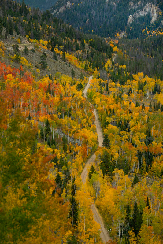 " Golden Pathway " Aspen Framed Photograph