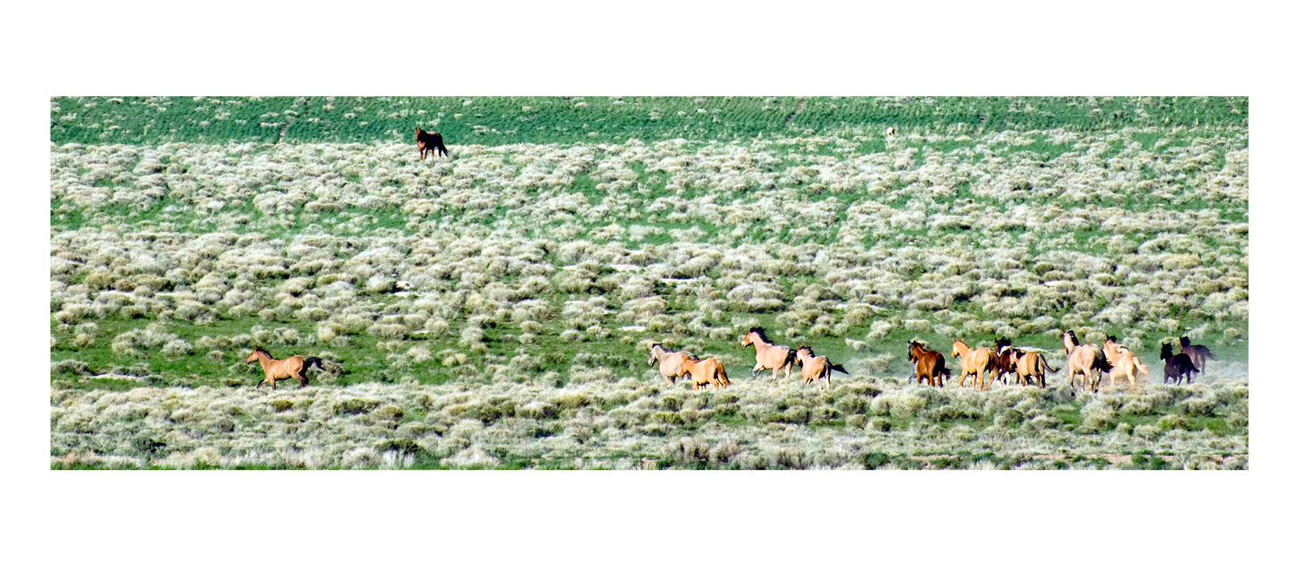 " Horses Galloping Through Sagebrush " 13" x 5" Print