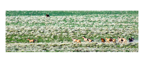" Horses Galloping Through Sagebrush " 13" x 5" Print