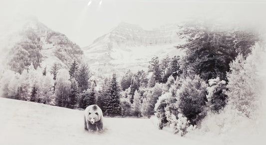 Grizzly Stroll in a forrest mountain scene soft touch post card that is frameable