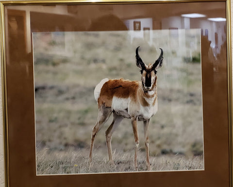 "Prairie King" Pronghorn Photographer: Jo Ann Ziegler  Pronghorn Buck  Also called antelope or speed goat  Brown mat  They are the fastest land mammal in North America, reaching speeds up to 65 mph.  Narrow, gold frame  Framed 17" x 15"