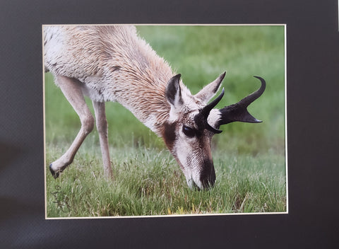  " After the Rain " Photographer: Jo Ann Ziegler  Pronghorn Buck Photograph  8" x 10" Photo  11" x 14" Black mat, ready for framing  Lustre prints  Each print is finished with a color appropriate mat  Acid-free form board back  Sealed clear bags protect the print  This antelope buck shows the distinctive black cheek patch  Also well displayed, is the definitive "prong" of his h