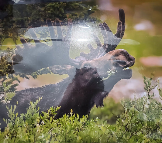 "Out to Lunch" Photographer: Jason Sondgeroth  Shiras Bull Moose in the Willows Photo print  11" x 14" print  . Snowy Range, Medicine Bow National ForestCardstock for support  Clear, plastic sleeve for protection  Ready for a frame of your choice