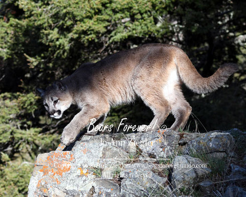 "Anticipation " Mountain Lion, Willd Cat, on a rock ledge, waiting for  his prey. 8" x 10 " photo in a ddark tan mat, toal measures 14" x 11"
