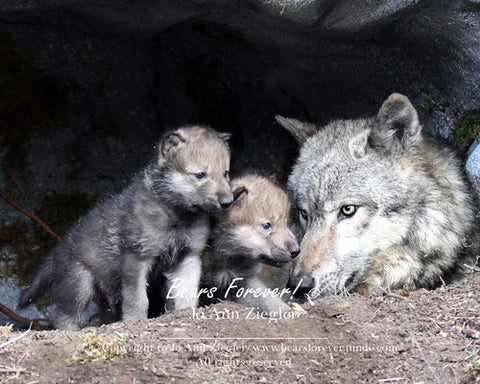 " Togetherness " Wolf Mom And Pups Matted Photograph Artist: Jo Ann Ziegler  Two wolf pups beside there mom in den  Photograph   Picture area is 5" wide x 7" Long x  1/8" deep  The photograph has a thick grey matte that is suitable for framing and that surface area is 8' long x 10" wide  This picture would be great in a den, office or over a fire place.