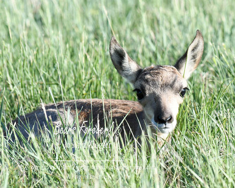 " A Prairie Baby " A newborn pronghorn fawn hiding in the tall grass. 8" x 10" photo in a dark brown matte. Total measurements is 11" x 14" 