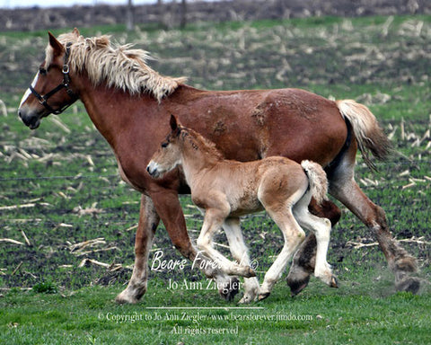 " Bunches of Legs " Belgium Mare and Foal Print Photographer: Jo Ann Ziegler  Belgium Mare and her foal running  5" x 7" print only  10" x 8" with tan mat  Ready for a frame of your choice  Print # 11-9040