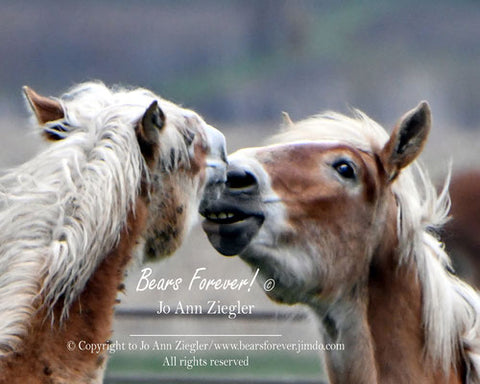 " A Tender Touch " Fighting Draft Colts Print Photographer: Jo Ann Ziegler  Two young draft horse colts fighting  Sorrels with flaxen manes  8" x 8" print only  11" x 14" with tan  mat  Ready for a frame of your choice  Print # 22-9308