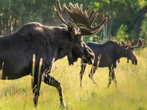 The Challenger photograph by Jason Sondgeroth of two bull moose in velvet