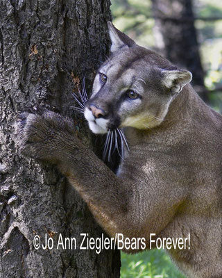 Distracted Mountain Lion Photograph Artist: Jo Ann Ziegler  Distracted is an Adult Mountain Lion Clawing a Tree Photograph   Picture area is 8" wide x 10" Long x 1/16 thick  The photograph has a 11 x 14 brown matte that is suitable for framing