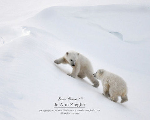 " Don't be Afraid " Polar Bear Cubs  on Snow Drift    Photographer: Jo Ann Ziegler  Photo of Two Polar Bear Cubs running up a snow hill.  10" x 8"  with mat  5" x 7" without mat  Black matte  Ready for a frame of your choice