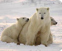 " Filled With Love " Framed Polar Bear Photograph