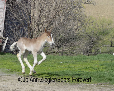 "Flying" Belgian Colt Photographer: Jo Ann Ziegler  Running newborn foal is finding his legs!  5" x 7" photo  8" x 18" Brown mat ready for framing