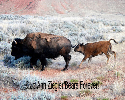 " Follow The Leader " Buffalo Photograph Photographer: Jo Ann Ziegler  Bison calf following its mom  11" long x 14" high photograph  There is a 16 " x 20" rust colored 3 1/2" matte around the photograph  Suitable for framing  This picture would be great in a den or office  
